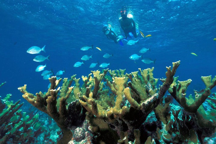 Snorkeling