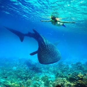 Whaleshark