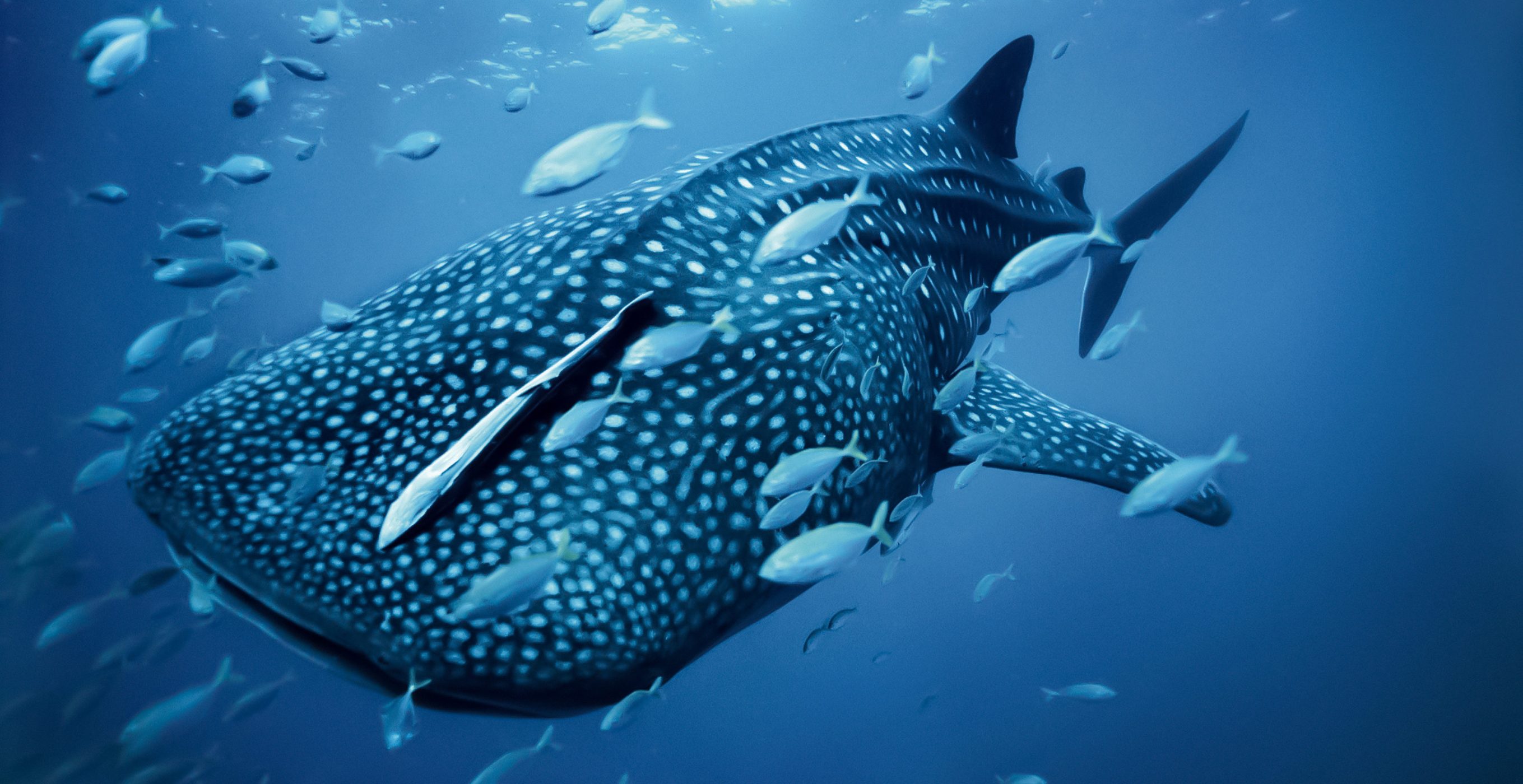 Contact Us | Mexico Whale Shark