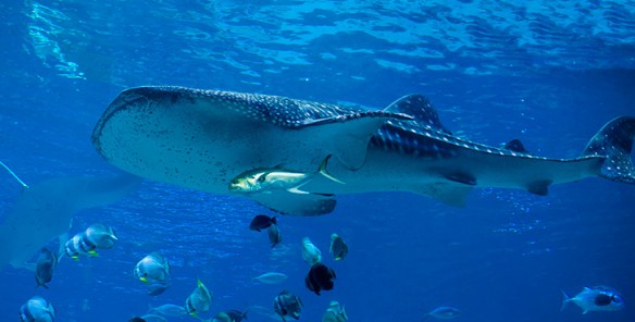 blog Whale shark