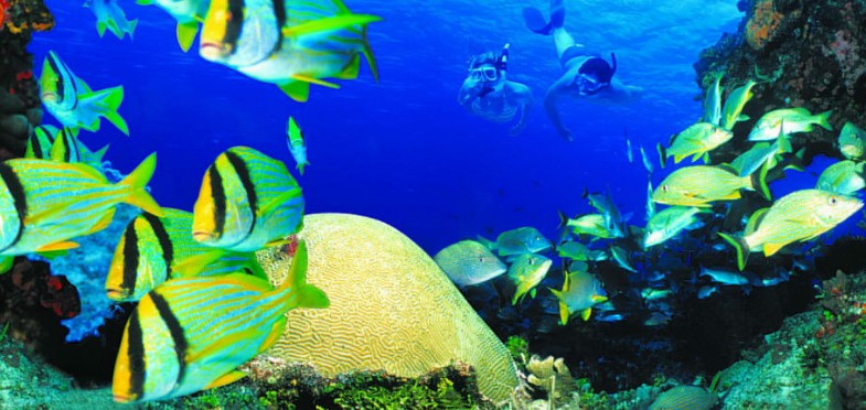 cozumel1 snorkel