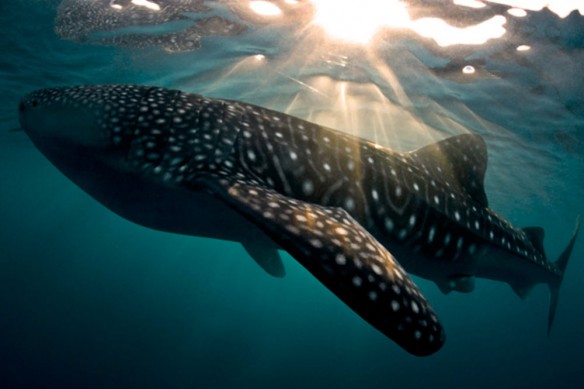 whaleshark whaleshark