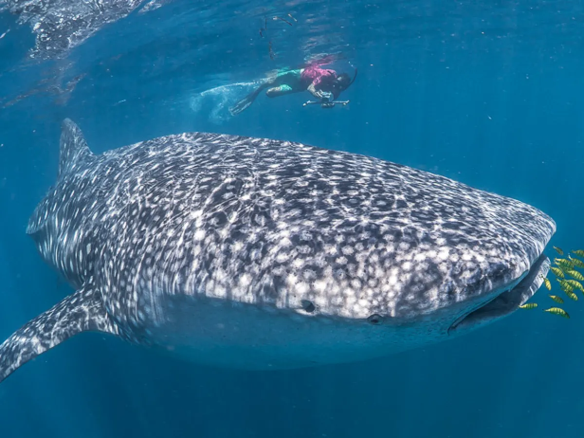 Mexico Whale Shark | Isla Mujeres & Cancun Whale Shark Tours