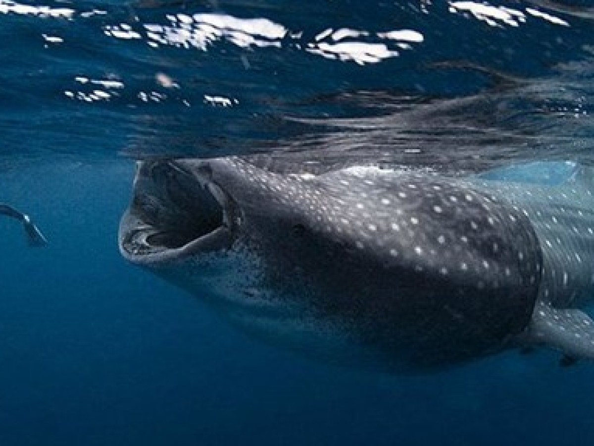 Whale Shark Snorkeling