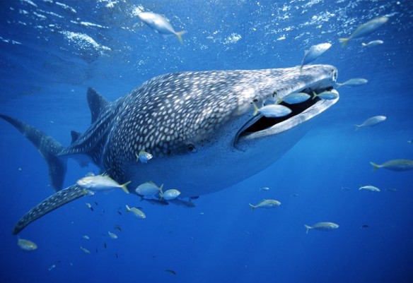 tiburon14268860931 Whale Shark