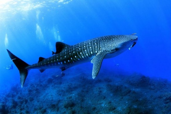 tiburonballena whale shark