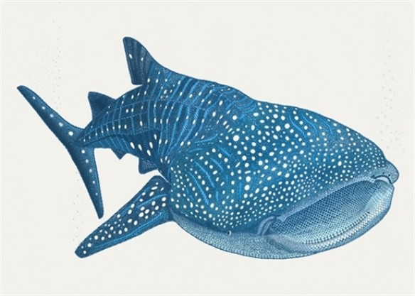 whale_ilustration Whale Shark illustration