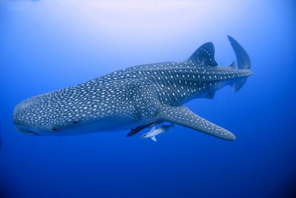 whale_shark_from_cozumel-1 whale shark