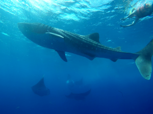 a fish swimming under water
