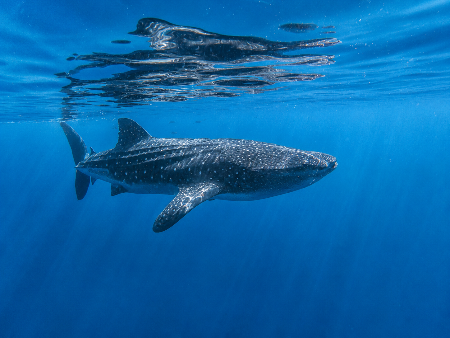 Whale shark swimming near the surface of clear blue ocean water.