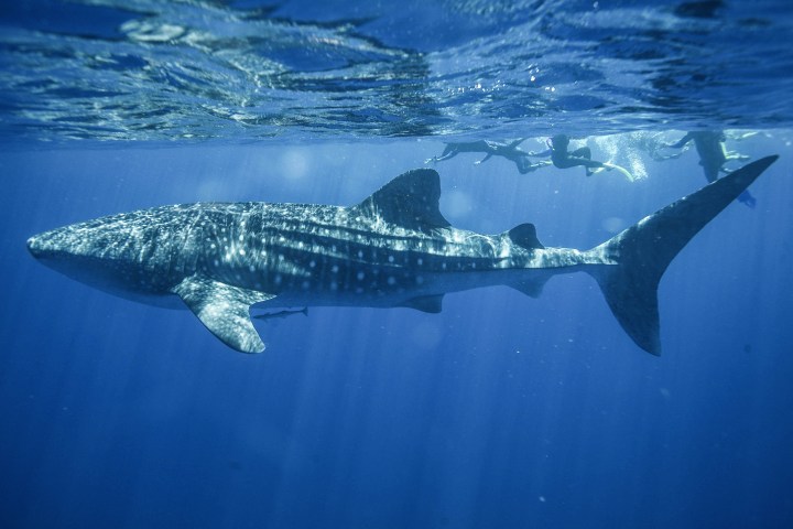 Whaleshark
