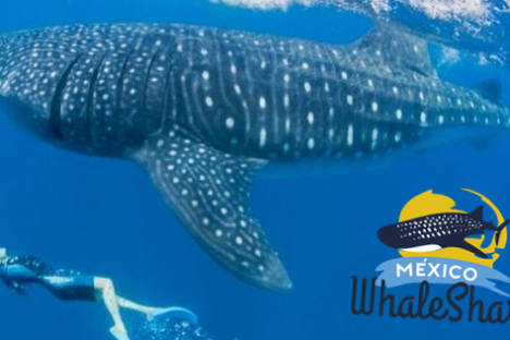 Whaleshark