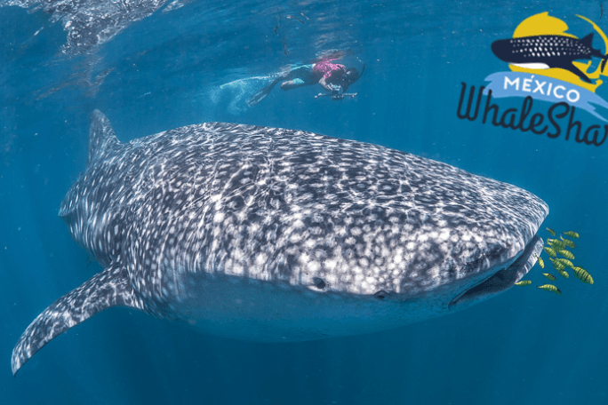 Whaleshark