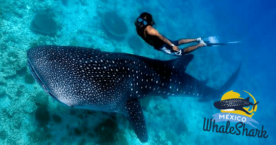 Whaleshark