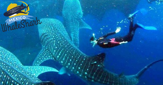 Whaleshark