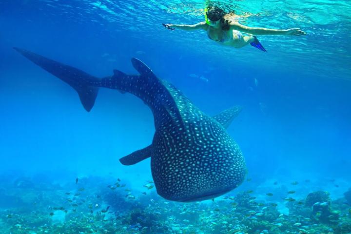 Whaleshark