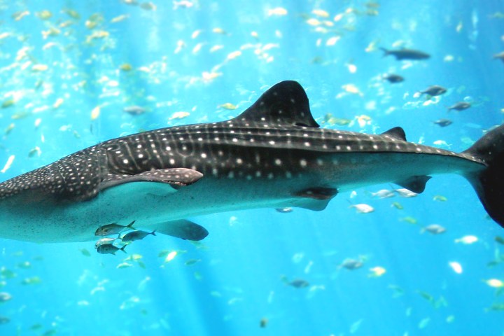 Whale Shark