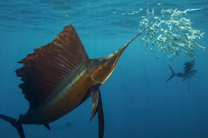 Sailfish