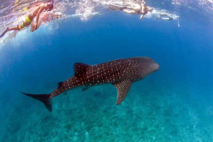 Whale shark with snorkelers