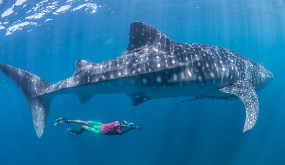 whale shark