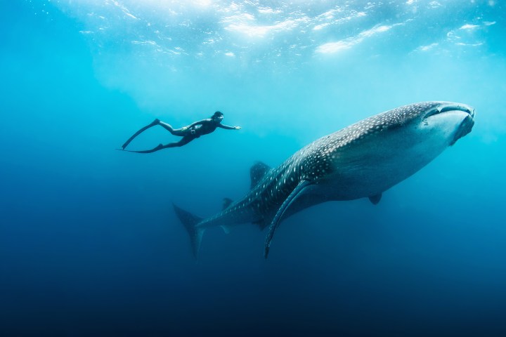 Whale Shark
