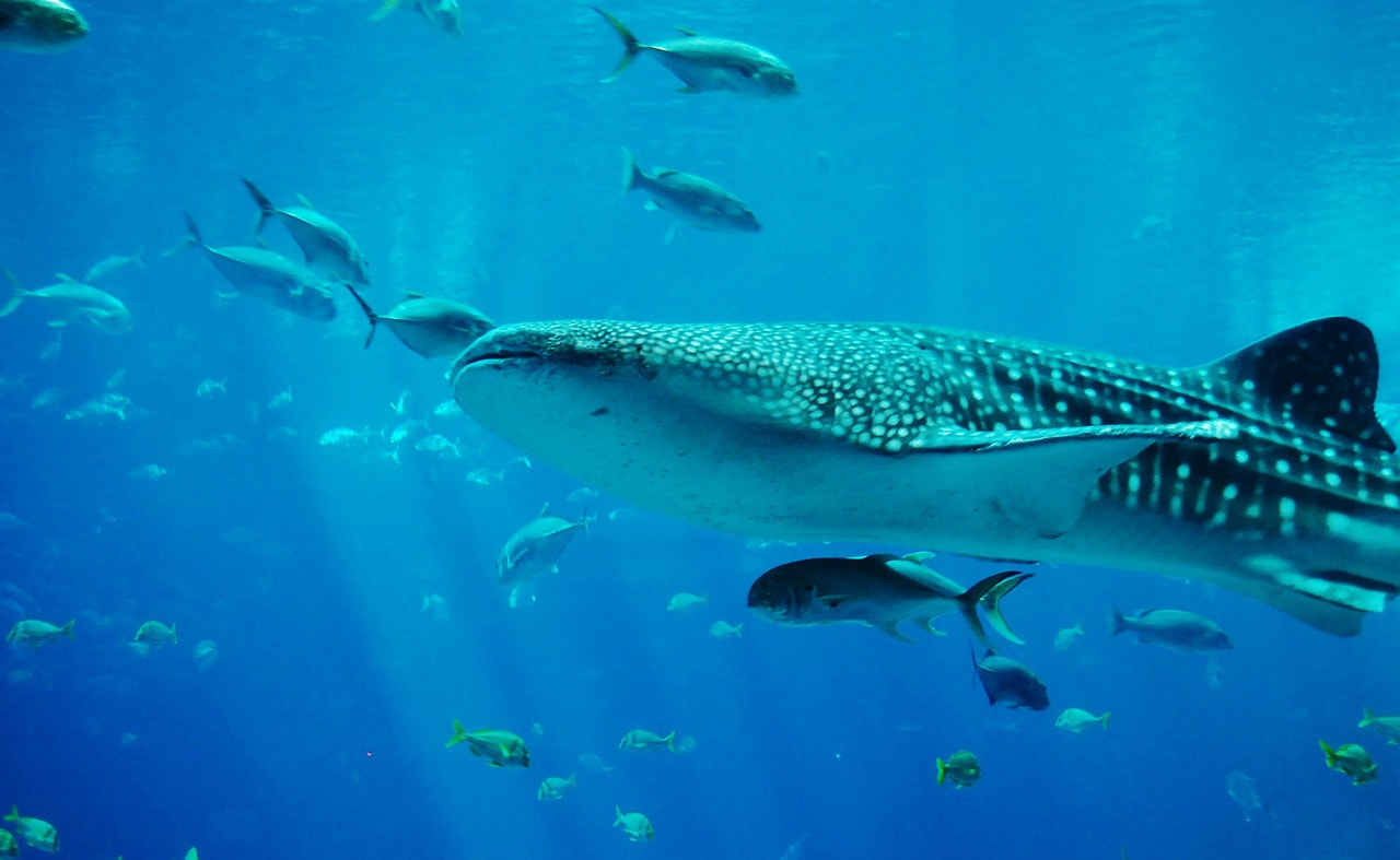 whale-shark-281497-1280_orig Whale Shark