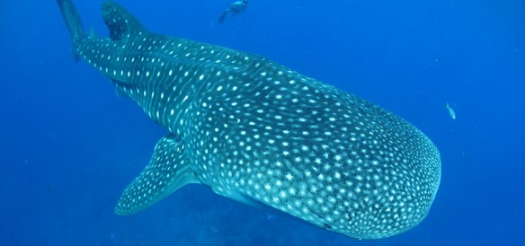 whale_shark_in_mexico whale shark