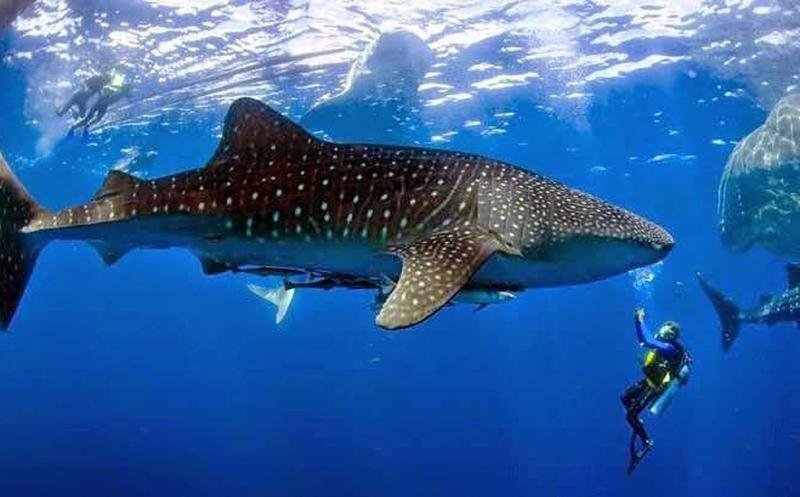 Whale Shark