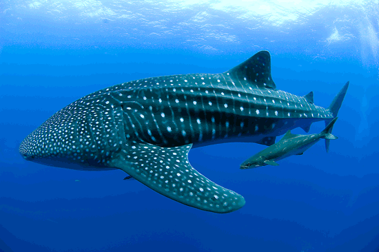 Whale Shark