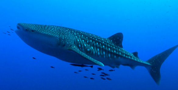 Whale Shark