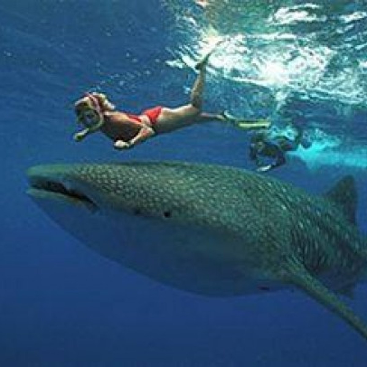 whale shark