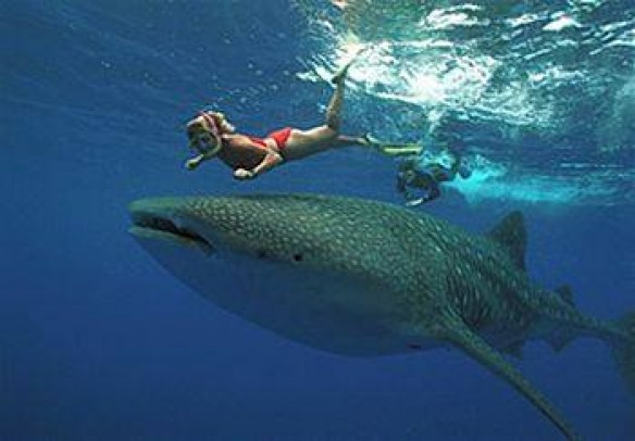 mws13 whale shark