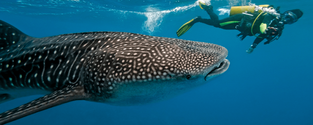 whale shark