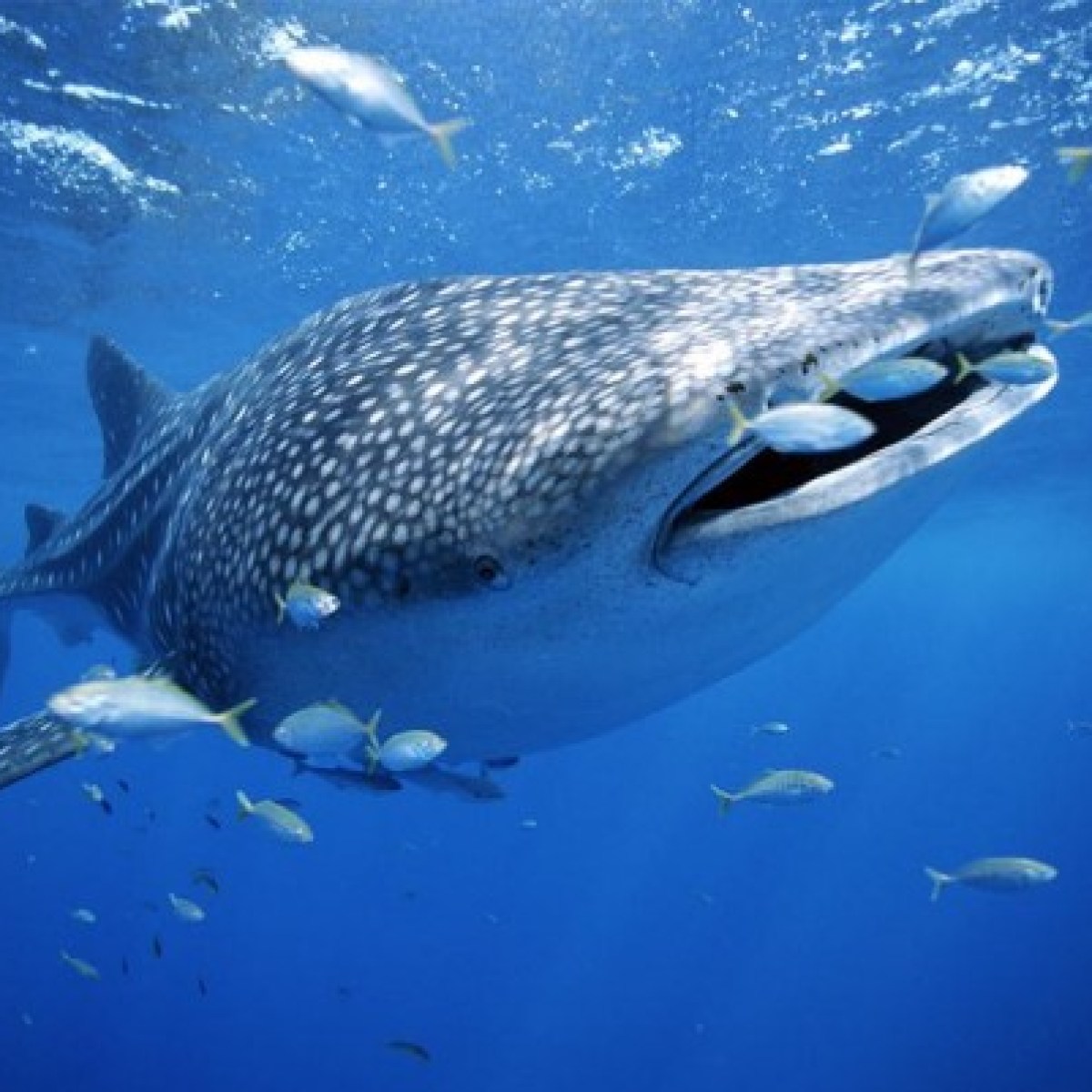 Whale Shark