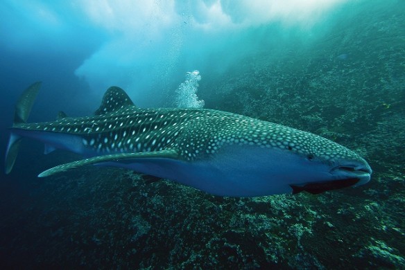 tiburonballenacarlosaguilerawwfimg_8918 Whale Shark