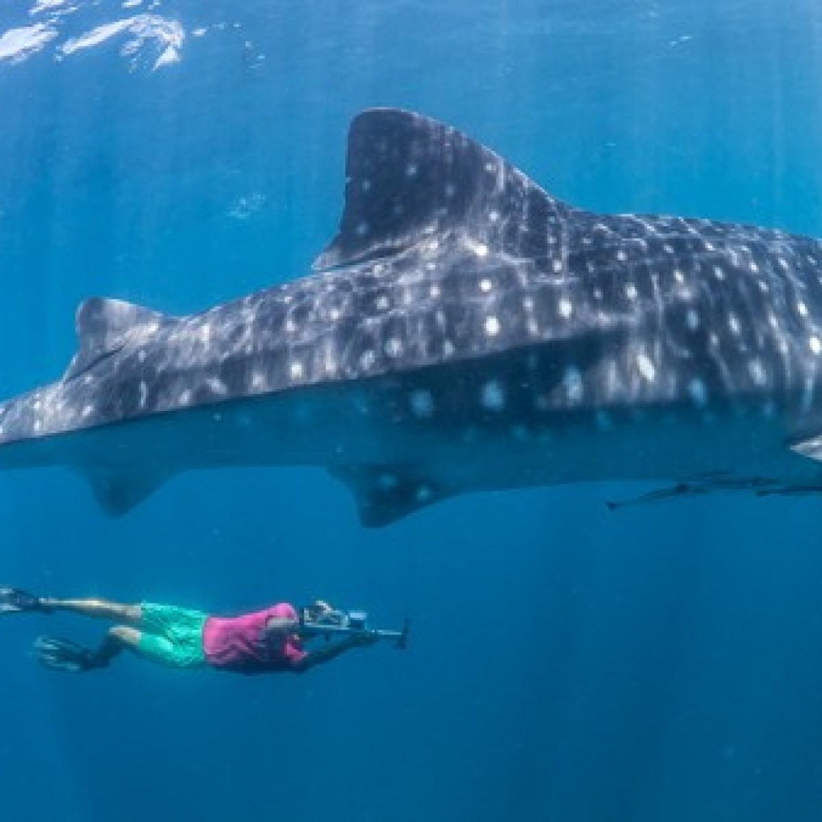 Whale Shark