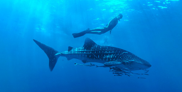 Whale Shark