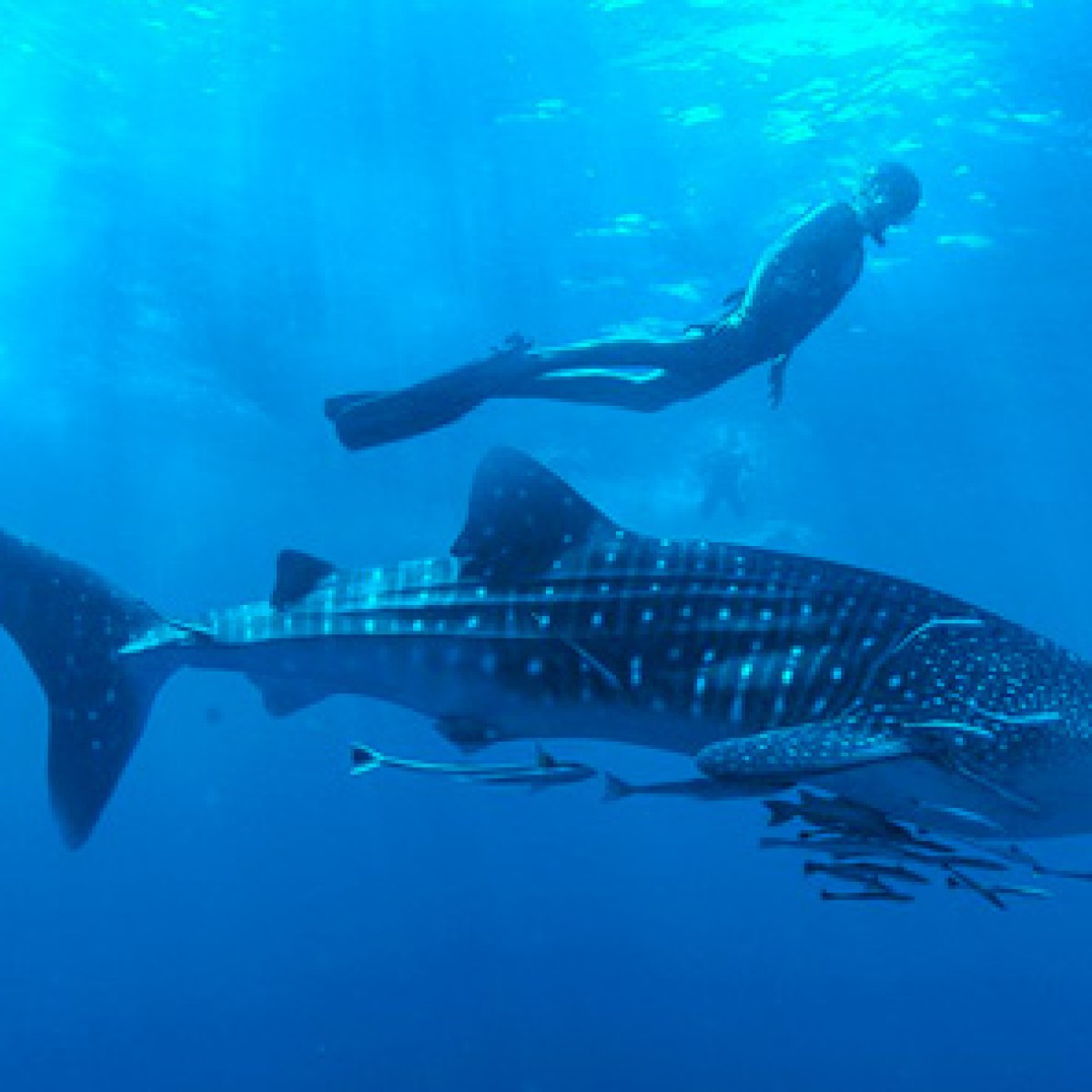 Whale Shark