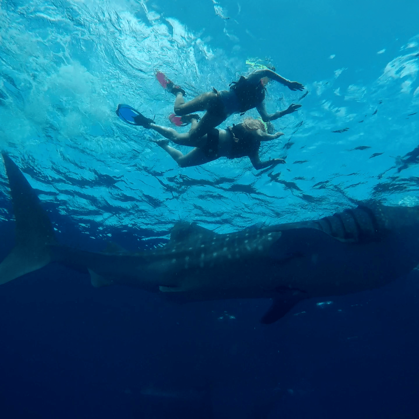 mexico whale shark season 2022