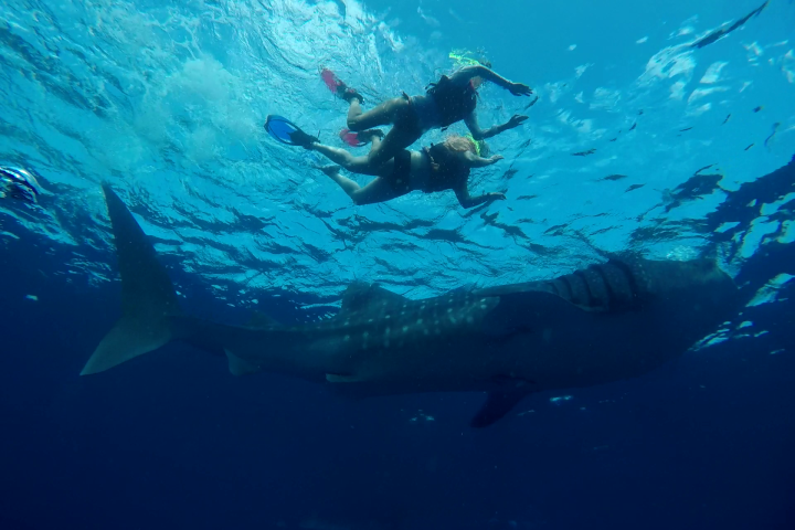 mexico whale shark season 2022