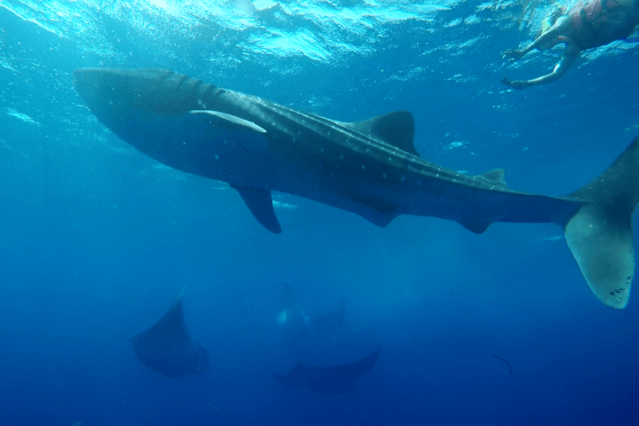 a fish swimming under water