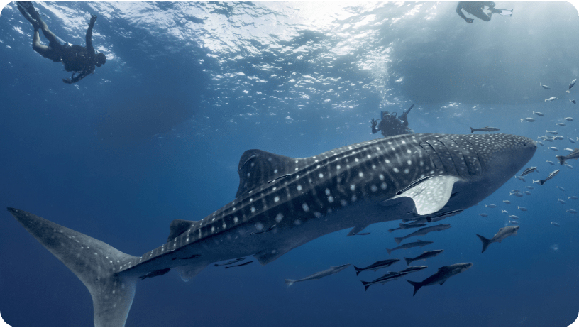 featured activity mws featured activity mws