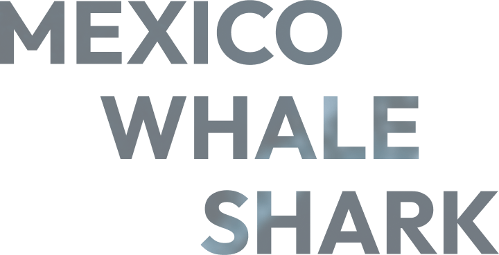 Mexico Whale Watch